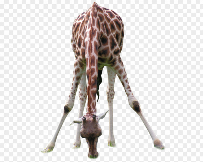 Giraffe Image Animal Photograph PNG