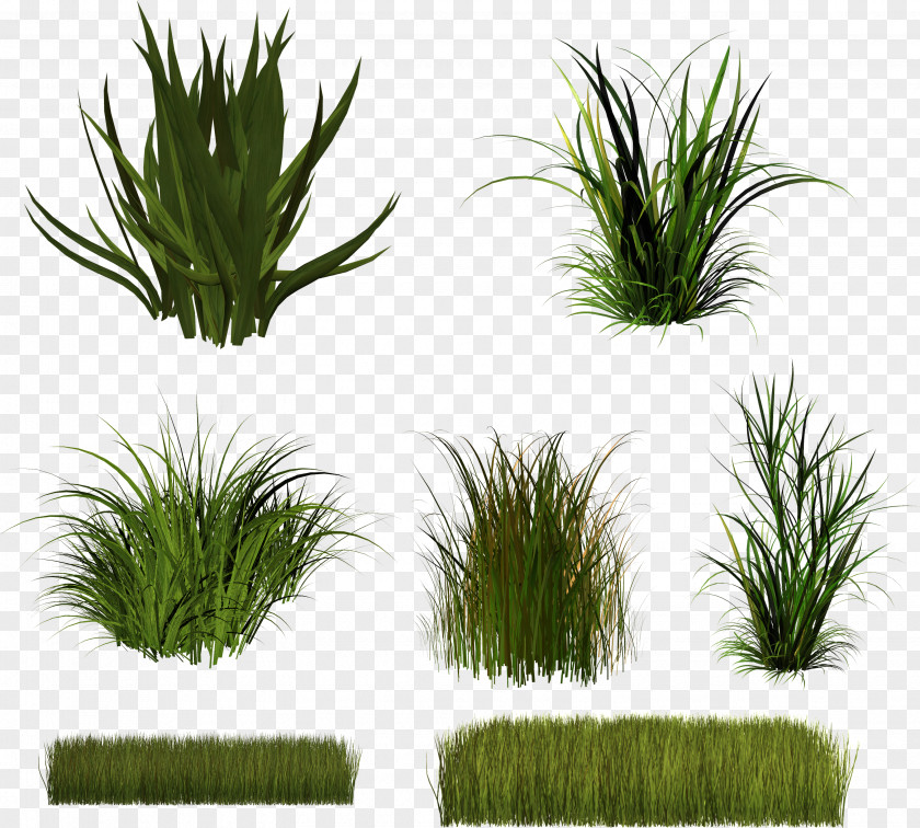 Grassland Vector Download Herbaceous Plant Clip Art PNG