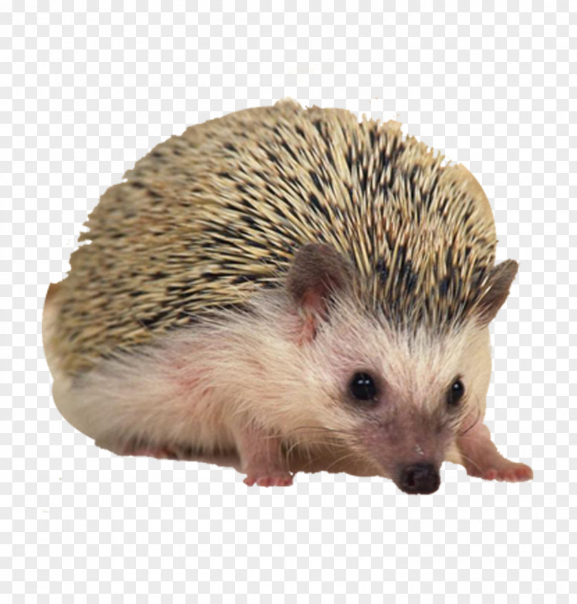 Hedgehog Sonic The European Hamster Porcupine Pet PNG