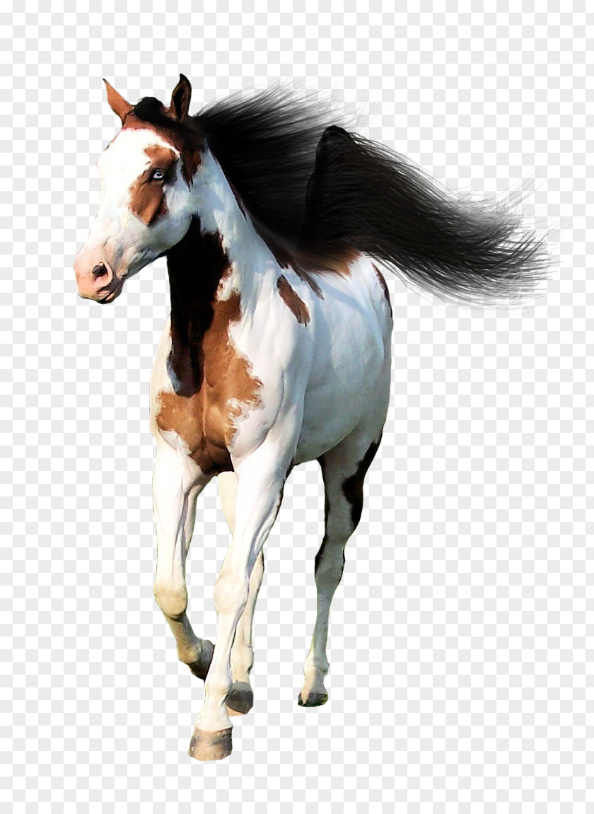 Mustang Mane Mare Foal Halter PNG