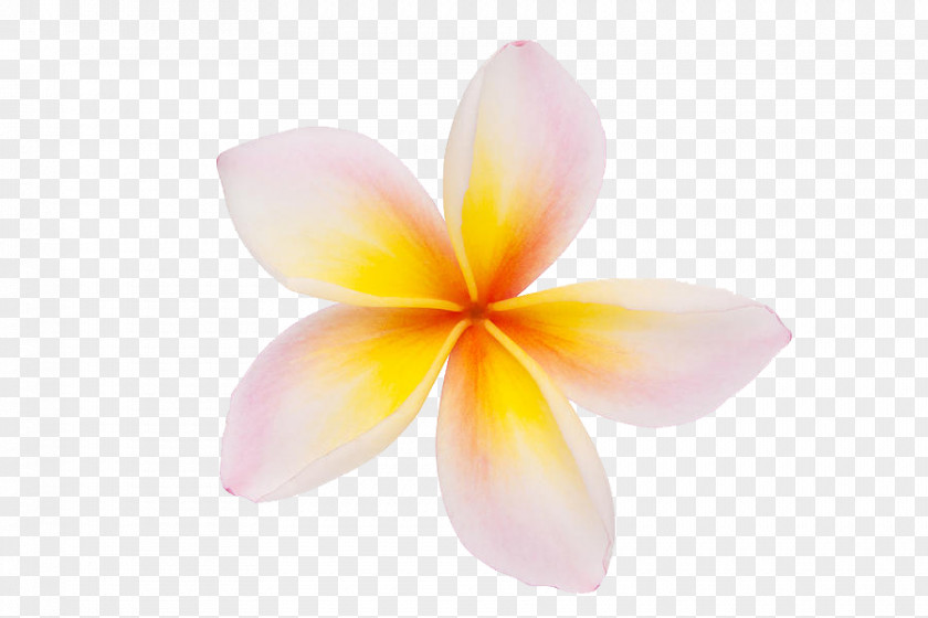 Plumeria Clipart Petal Pink Computer Wallpaper PNG