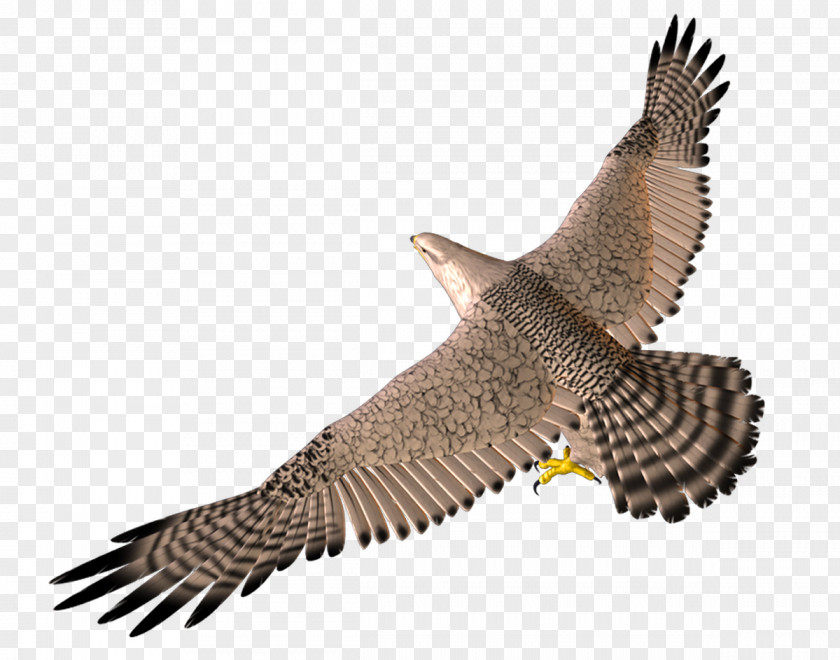 3D Flying Eagle Bird Wing Computer Graphics PNG