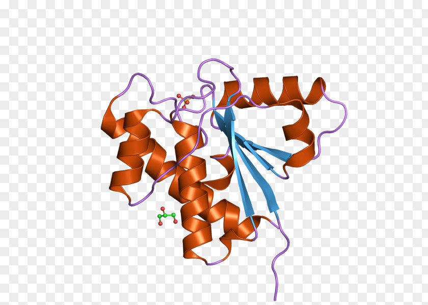 ACP1 Acid Phosphatase Cannabinoid Receptor PNG