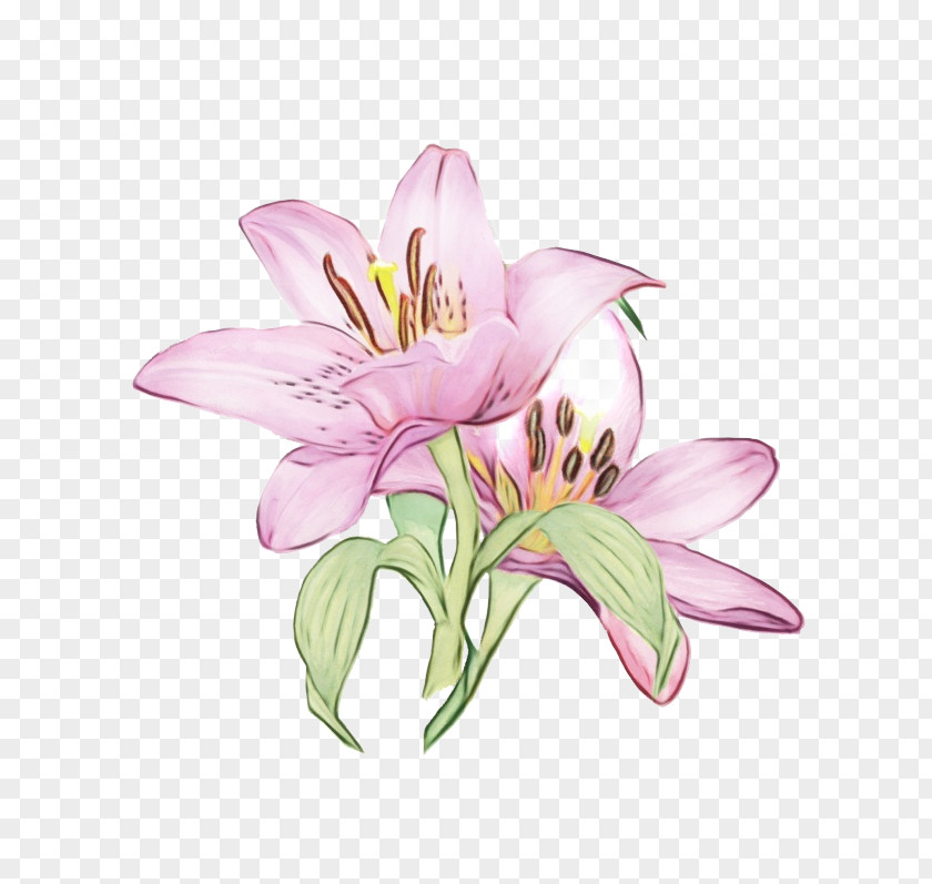 Cut Flowers Lily Of The Incas Flower Violet Petal PNG
