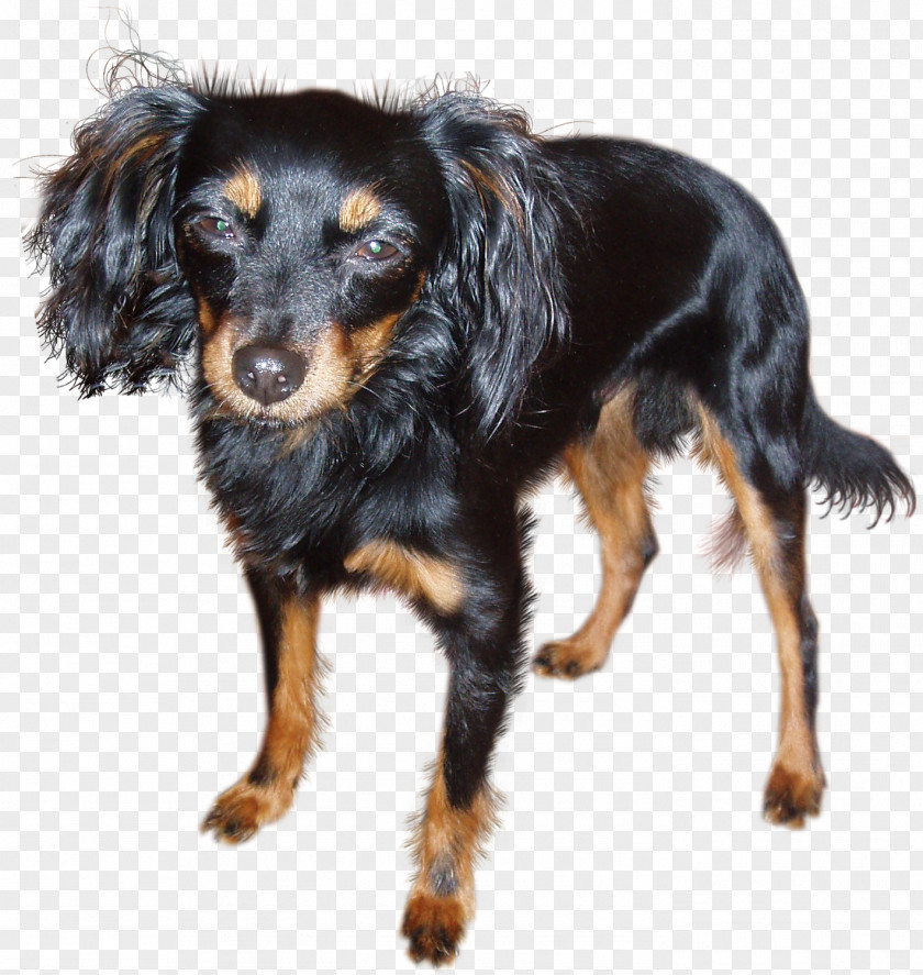 Dog Russkiy Toy Austrian Black And Tan Hound Rare Breed (dog) Coonhound Animal PNG