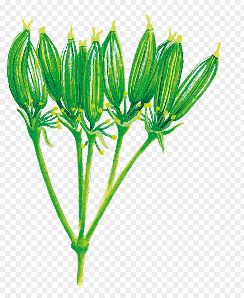 Flower Flowering Plant Stem PNG