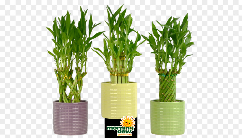 Lucky Bamboo Houseplant Flowerpot Tropical Woody Bamboos PNG