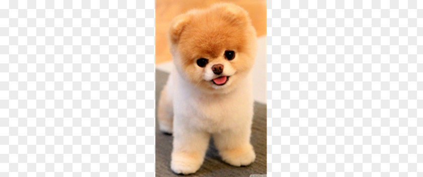 Puppy Pomeranian Chow Boo Stuffed Animals & Cuddly Toys PNG