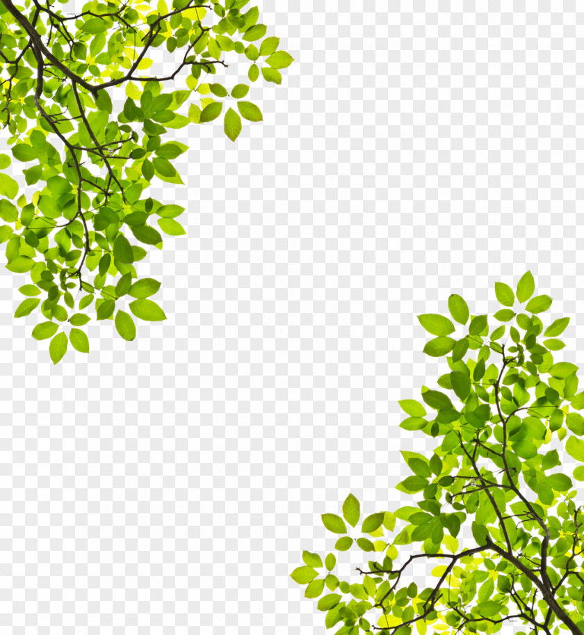 Symmetrical Tree Top Branch Leaf Trunk Stock Photography PNG