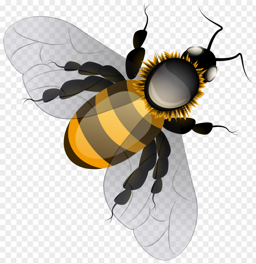 Walrus Honey Bee Clip Art PNG