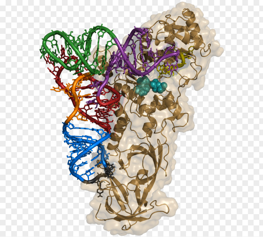 Aminoacyl TRNA Synthetase Transfer RNA Aminoacyl-tRNA Ligase PNG