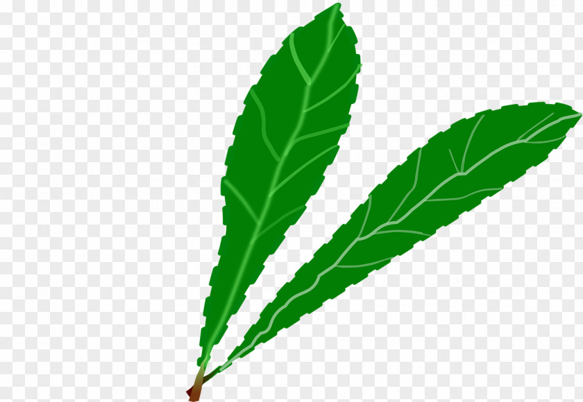 Green Leaves Leaf Desktop Wallpaper Clip Art PNG