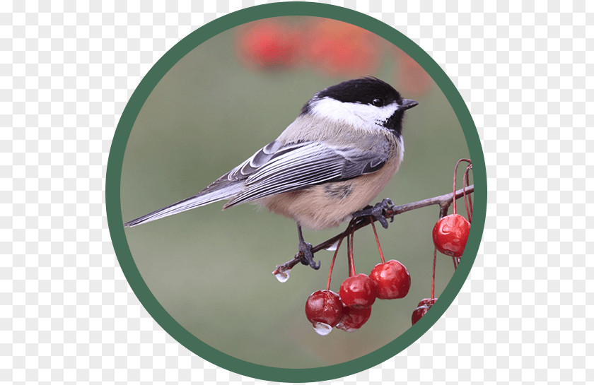 Bird Black-capped Chickadee Beak PNG