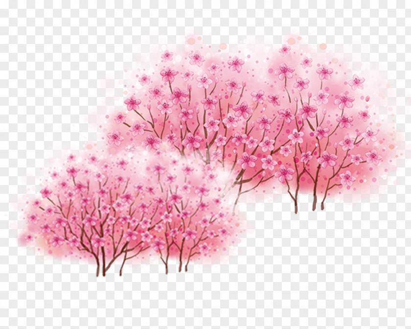 Cherry Tree Blossom PNG