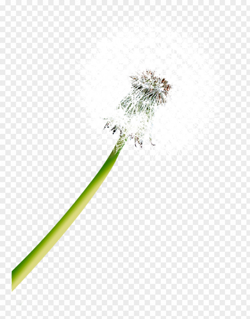 Dandelion Flower Lock Icon PNG