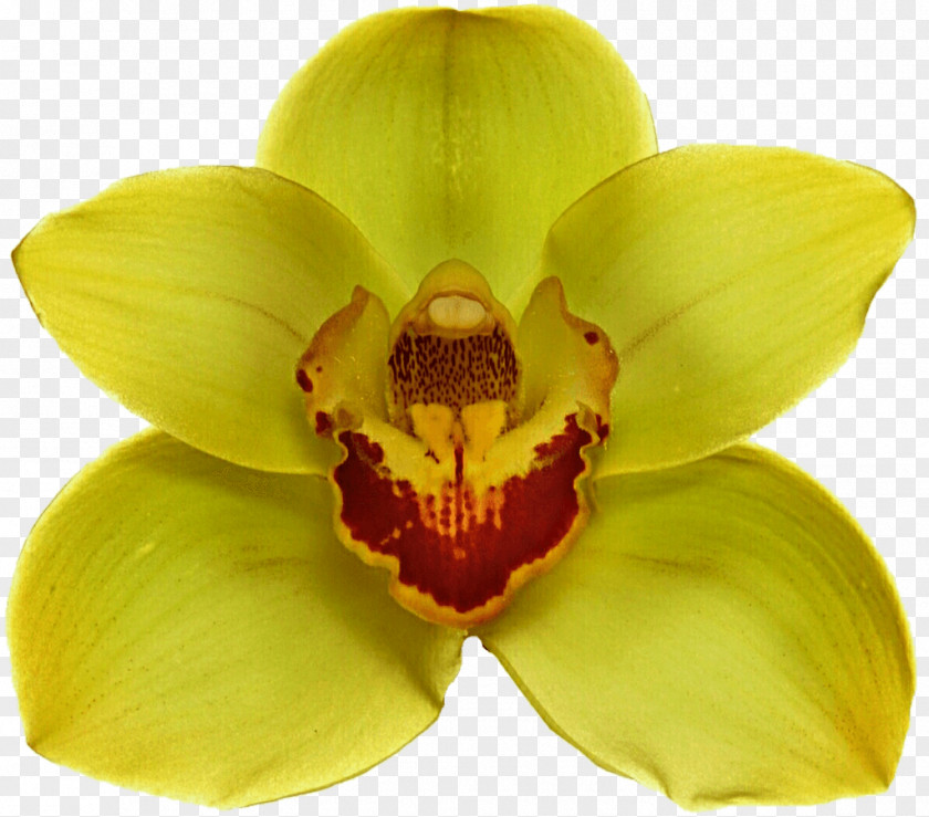 Flower Moth Orchids Yellow PNG