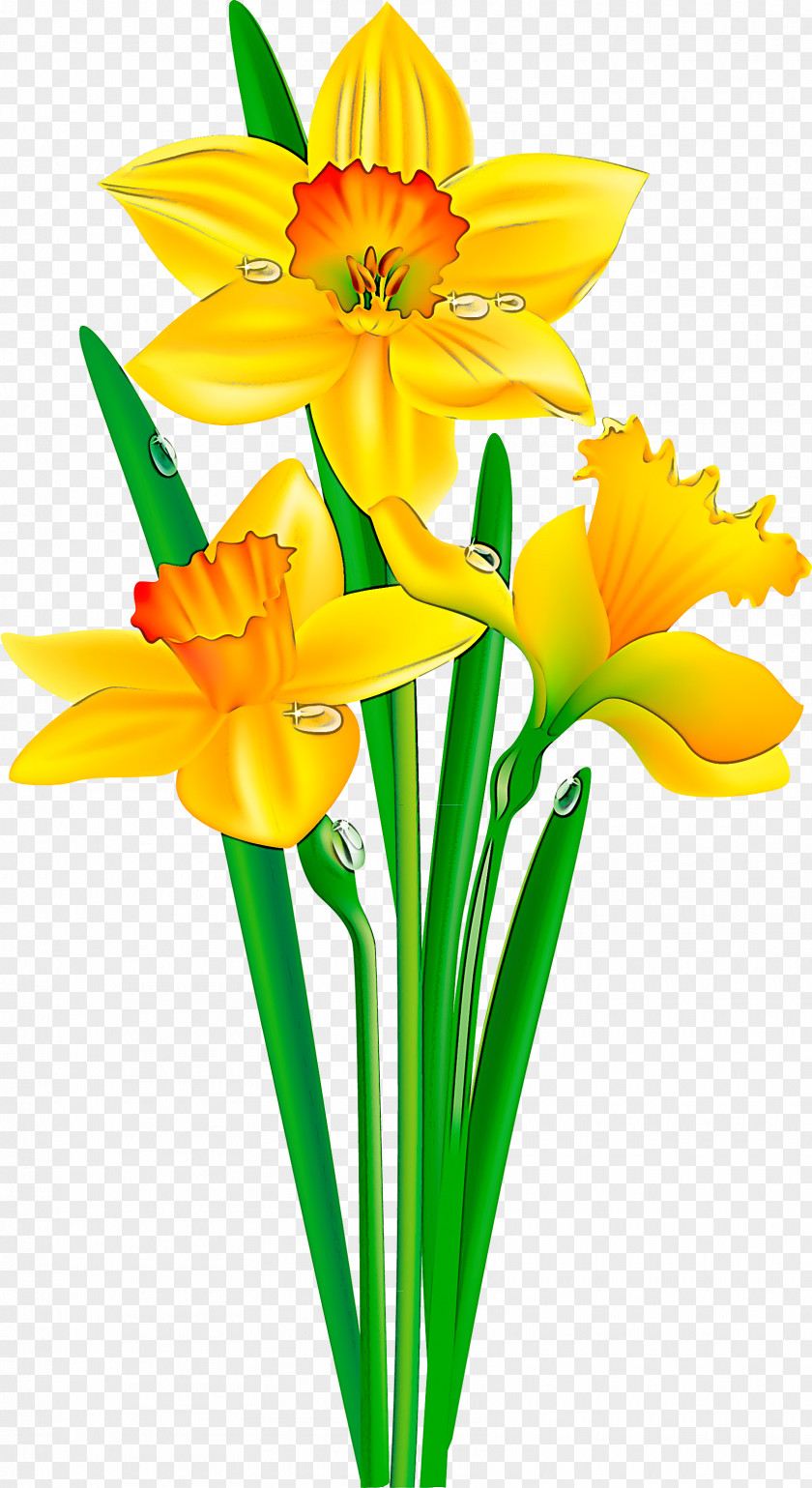 Flowerpot Narcissus Flower Cut Flowers Yellow Petal Plant PNG