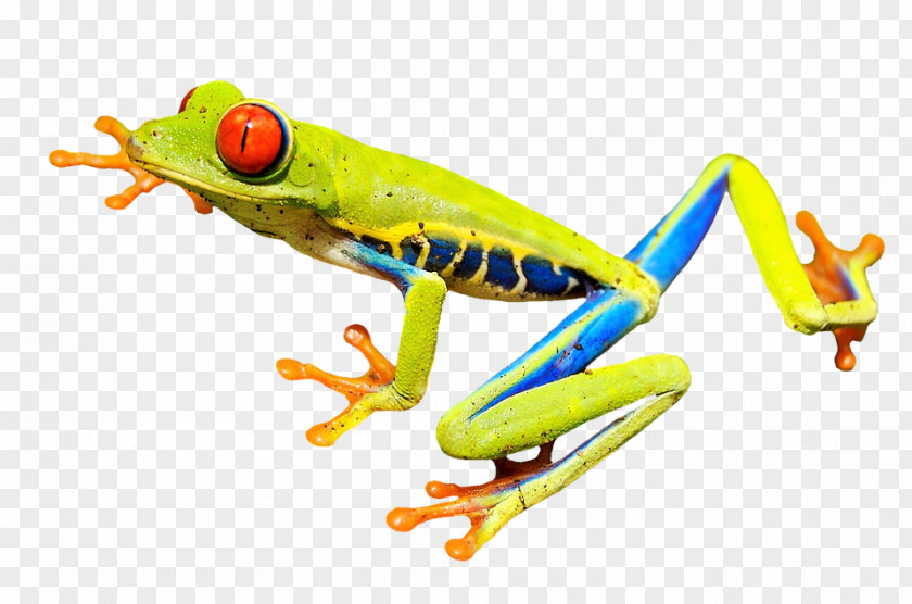 Frog True Amphibian Vertebrate Red-eyed Tree PNG