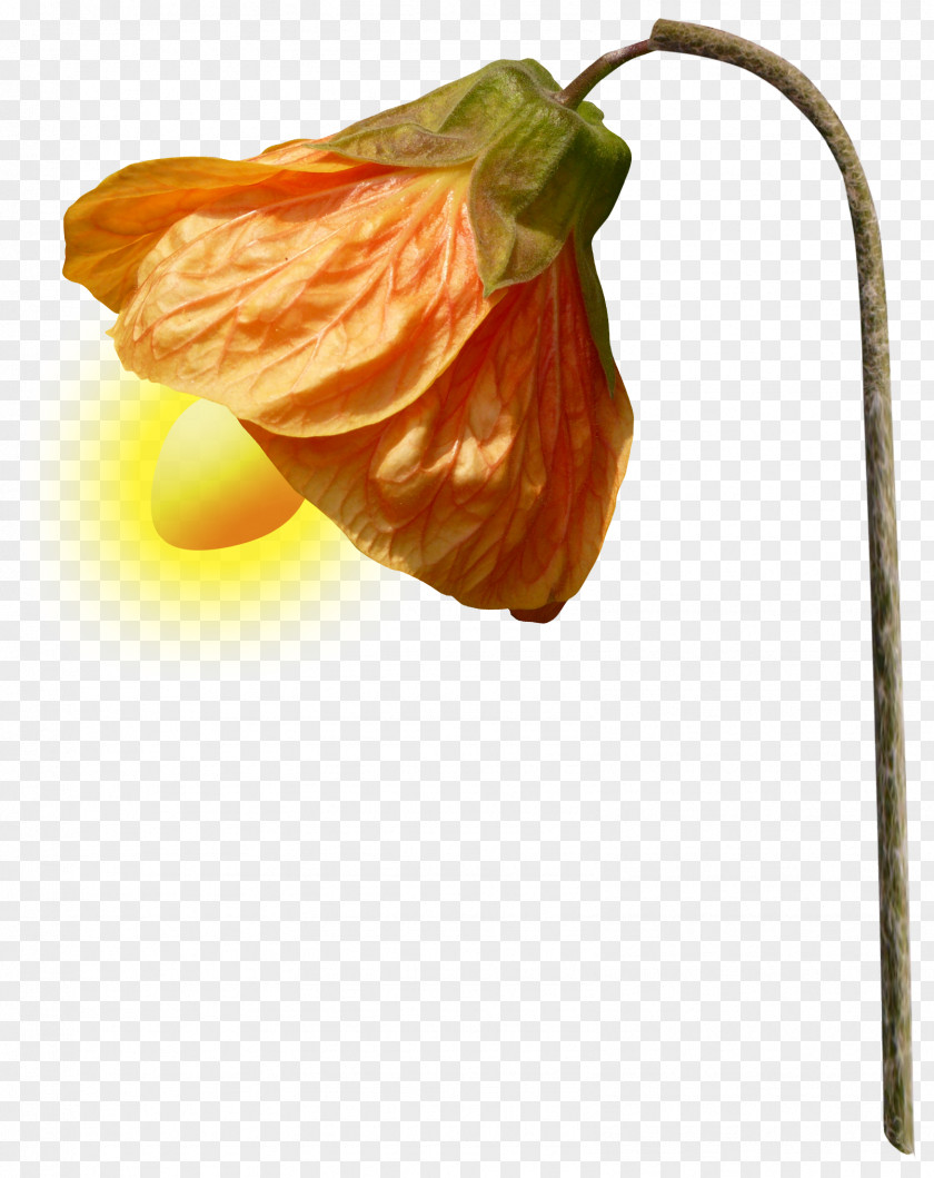 Lantern Lamp Light PNG