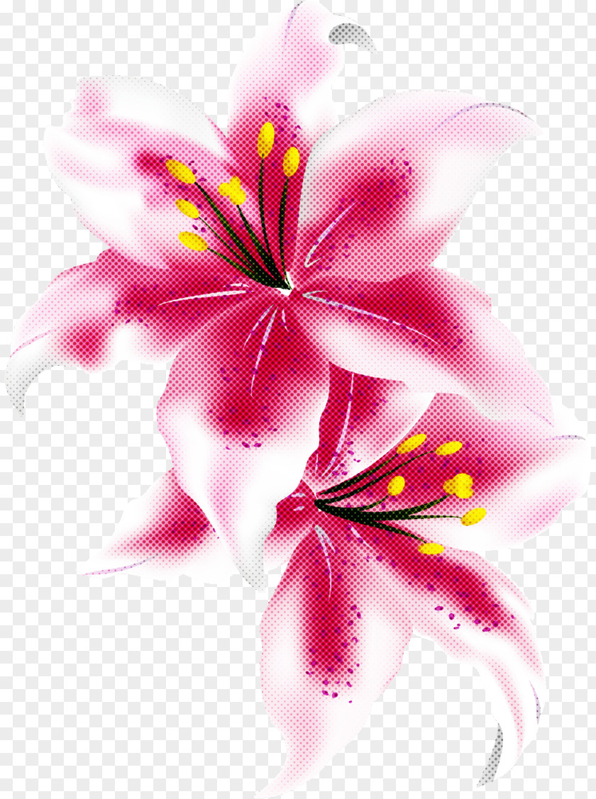 Lily Flower PNG