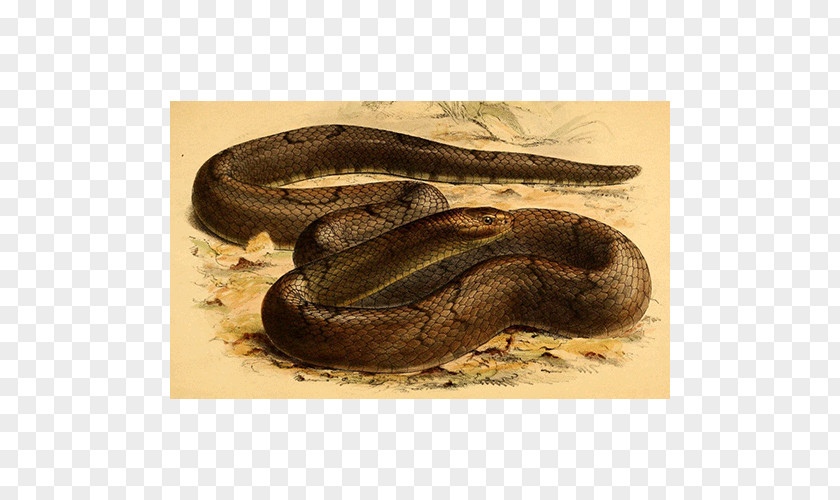 Snake Boa Constrictor Rattlesnake Vipers Shoe PNG