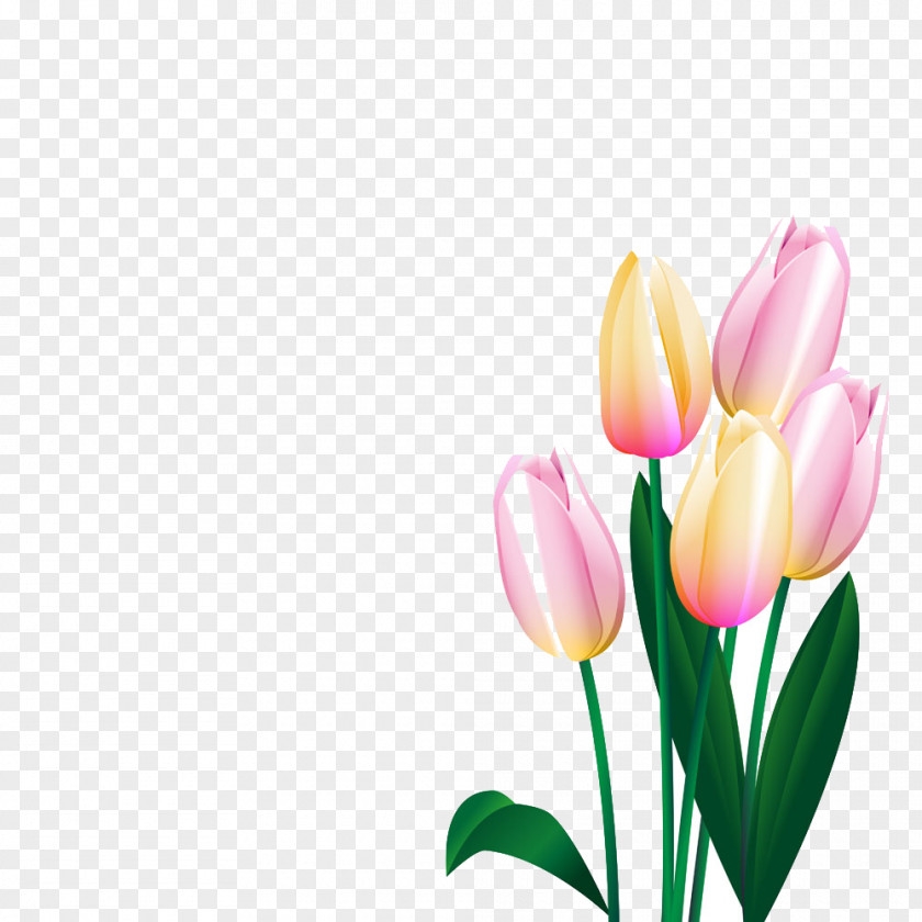 Tulips In The World. Tulip Flower PNG