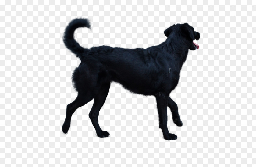 Creative Cat Labrador Retriever Flat-Coated Borador DeviantArt Stock Photography PNG