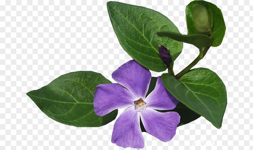 Flower California Poppy Purple Vinca Minor PNG