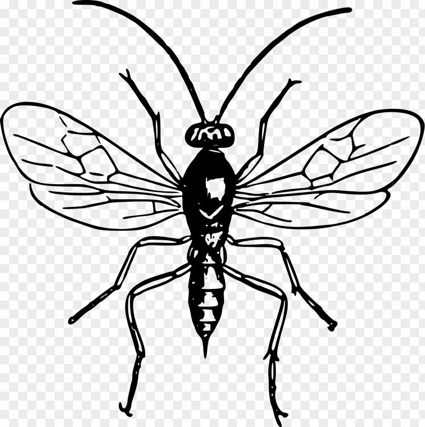 Insects Insect Bee Wasp Drawing Clip Art PNG