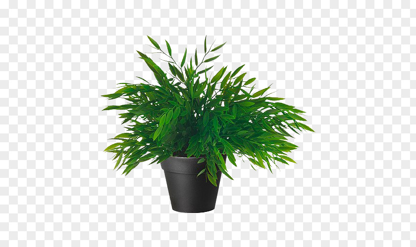 Plant Houseplant Flowerpot Artificial Flower Tropical Woody Bamboos PNG