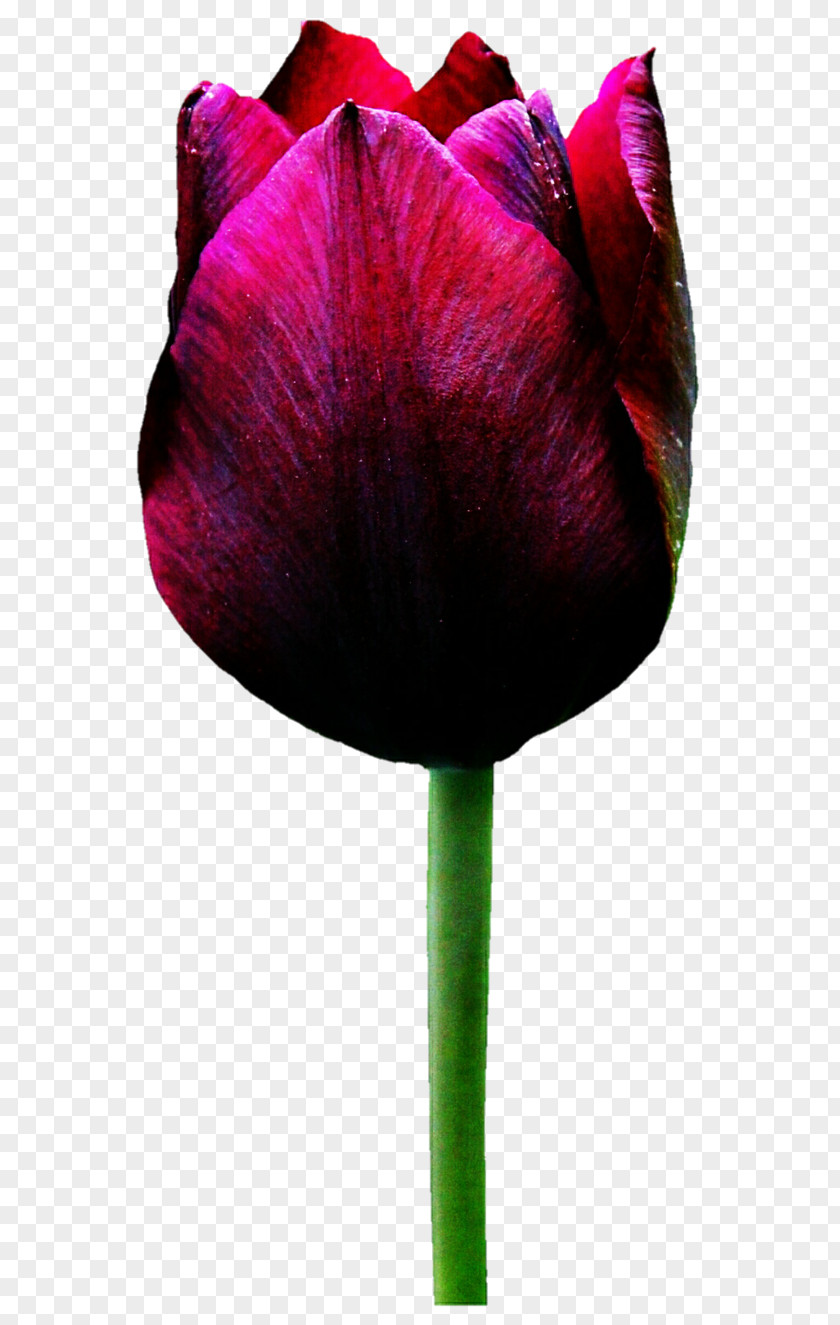 Red Rose Flower Tulip PNG