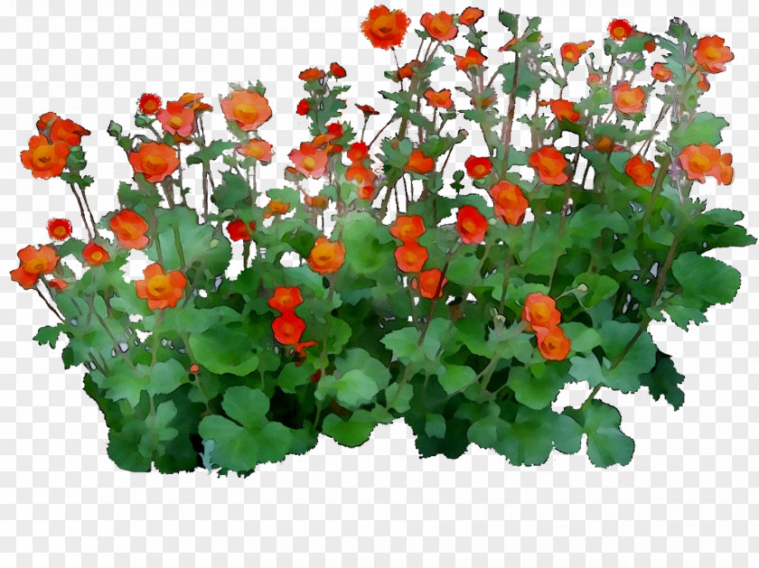 Flowering Plant Annual Herb Groundcover PNG