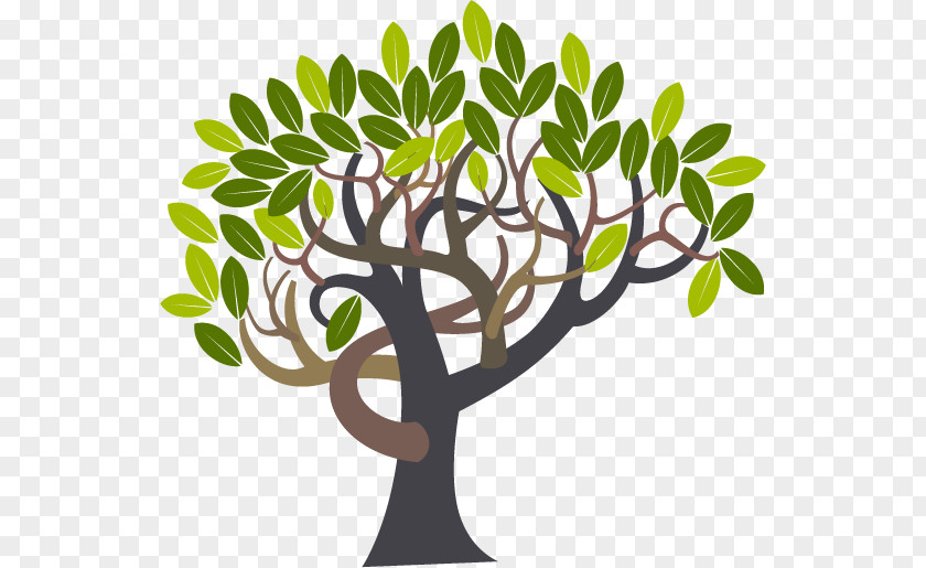 Mango Vector Olive Trees PNG