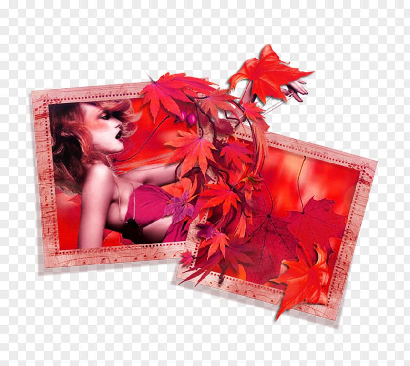 Maple Leaf Frame Picture PNG