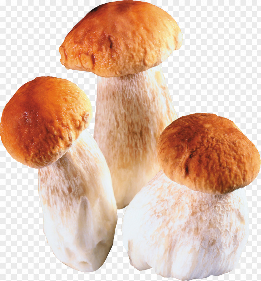 Mushroom Edible Penny Bun Fungus Clip Art PNG