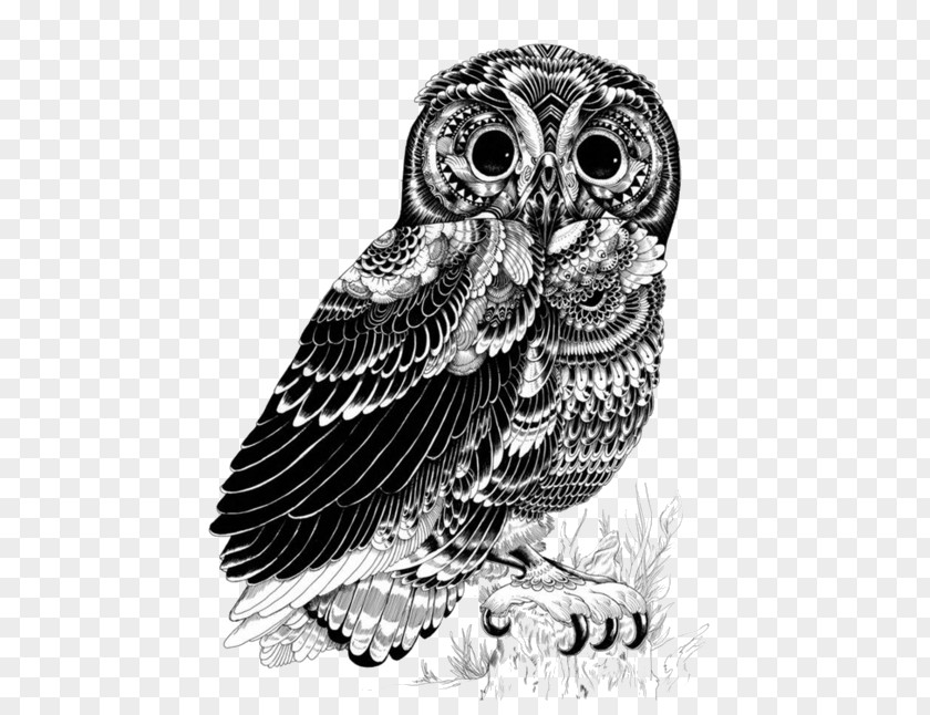Owl Drawing Art Illustrator PNG