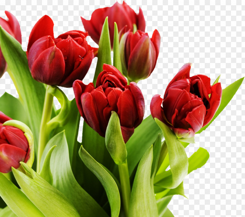 Tulip Mania Pink Flowers Desktop Wallpaper PNG
