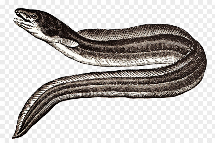 Eel Conger Sargasso Sea Drawing Moray PNG