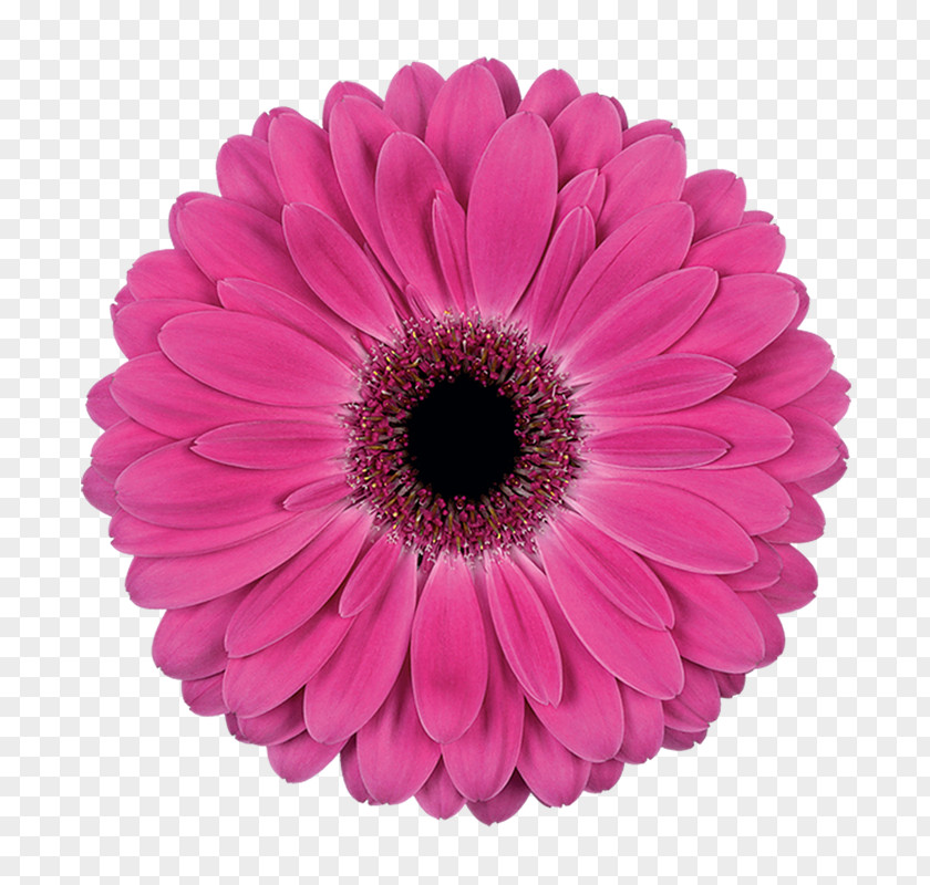 Flower Common Daisy Family Stock Photography Petal PNG