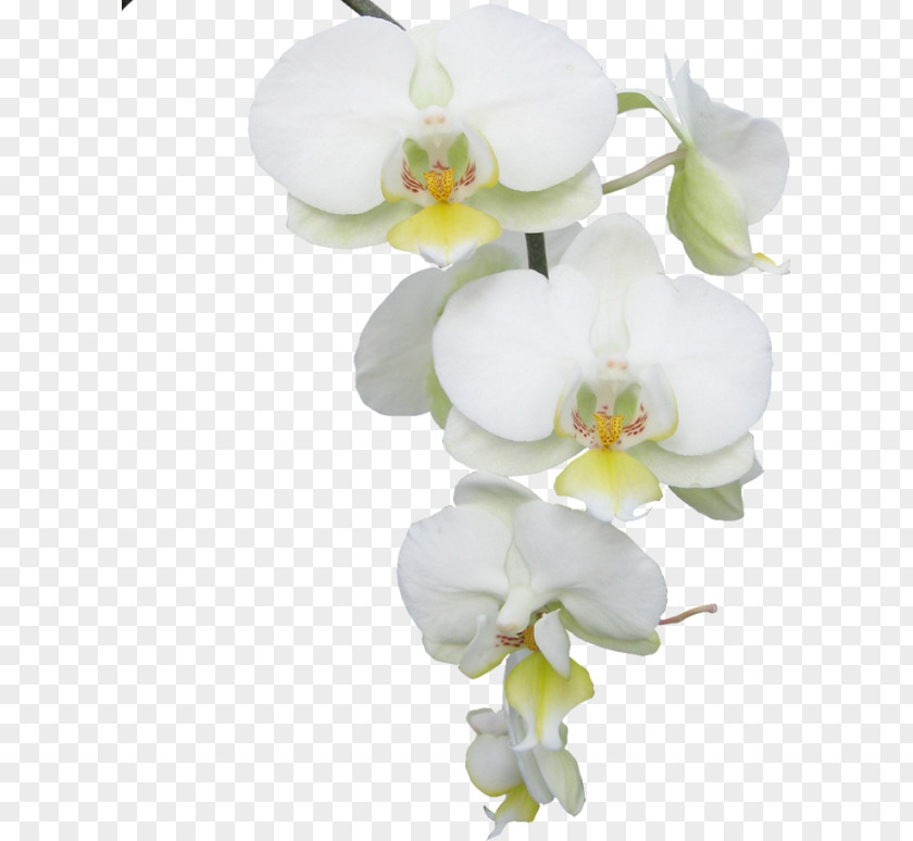Flower Moth Orchids Butterfly Clip Art PNG