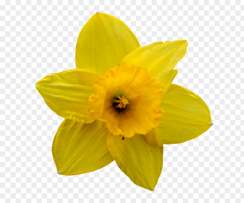 Spring Yellow Canola Flower Daffodil Jonquille Lilium Petal PNG