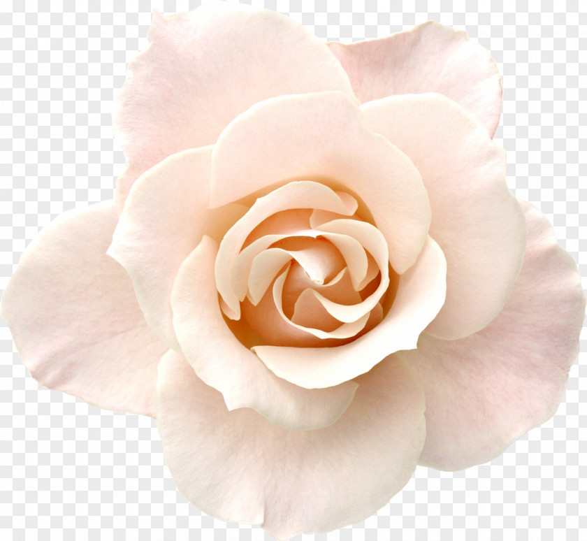 White Roses Rose Pink Desktop Wallpaper Stock Photography PNG
