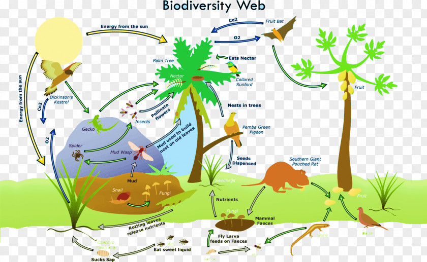 Amazon Rainforest Ecosystem Biodiversity Loss Global Biology PNG