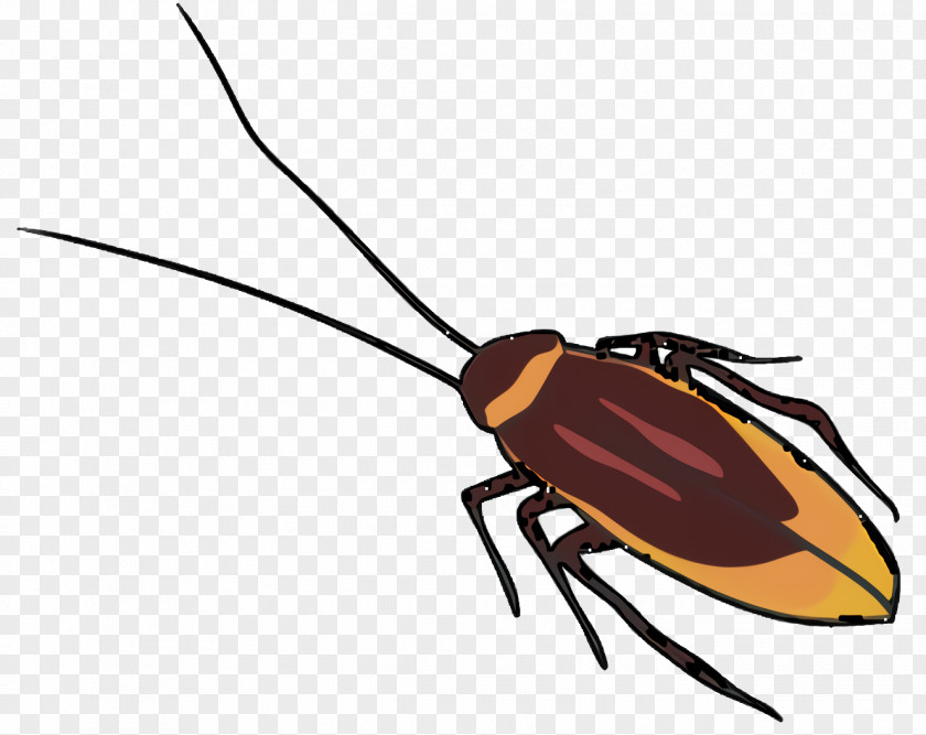 Bug Miridae Leaf Background PNG