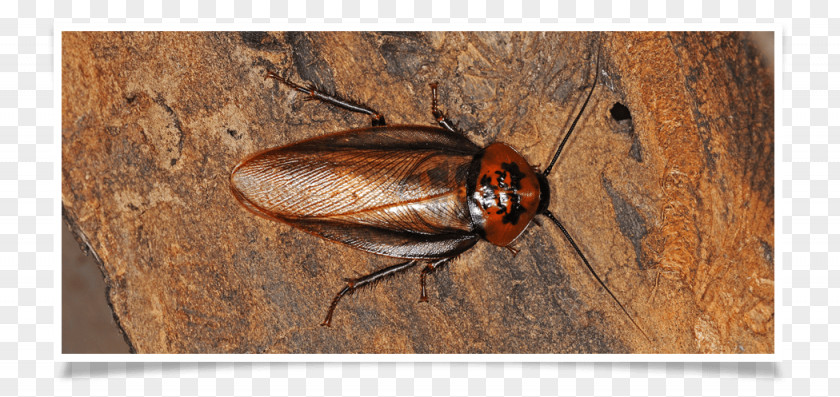 Oriental Cockroach Ger Nay Pest Control Termite PNG