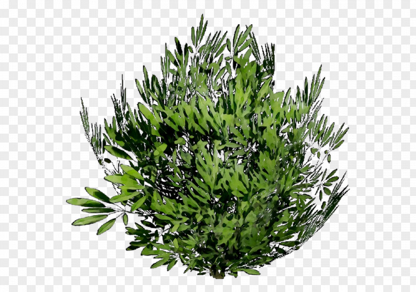 Tree Shrub Herb PNG