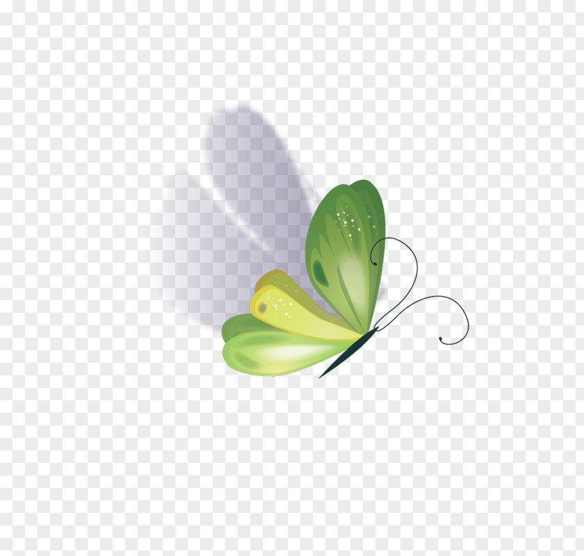 Butterfly Drawing Software PNG