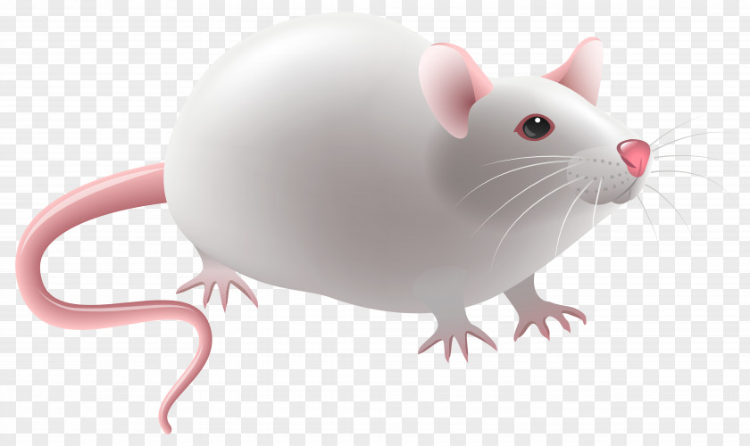 Chinchilla Laboratory Rat Clip Art PNG