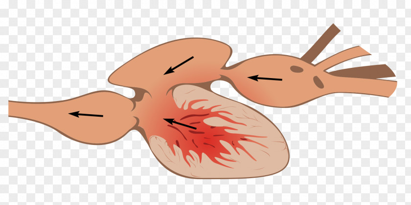 Fisch Heart Fish Anatomy Circulatory System Bony Fishes PNG