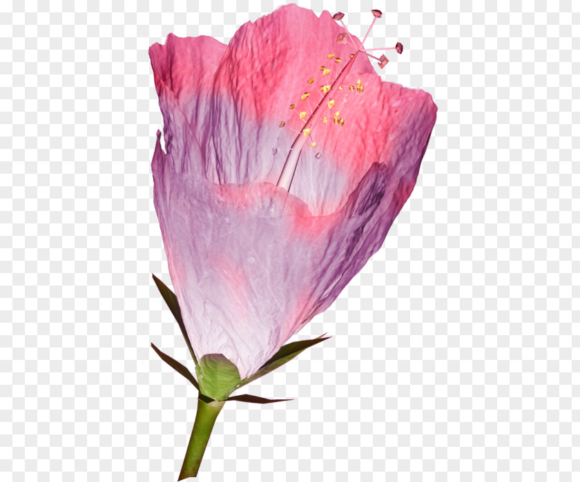 Flower Rosemallows Petal Persian Buttercup Clip Art PNG